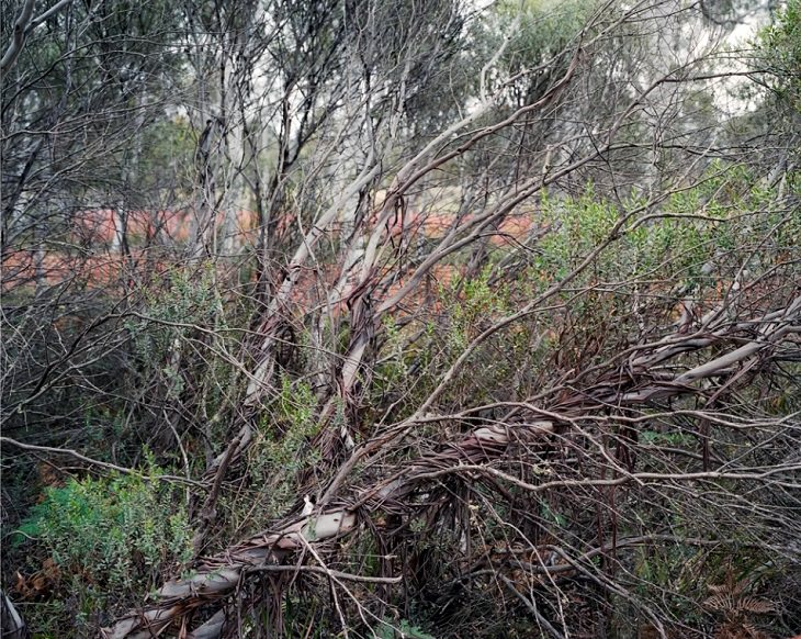 Photographs of the Oldest Living Things in the World by Rachel Sussman, Rare Eucalyptus #1211-2233 (13,000 years old; New South Wales, Australia)