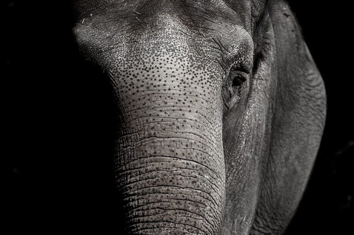 wild elephant cancer free