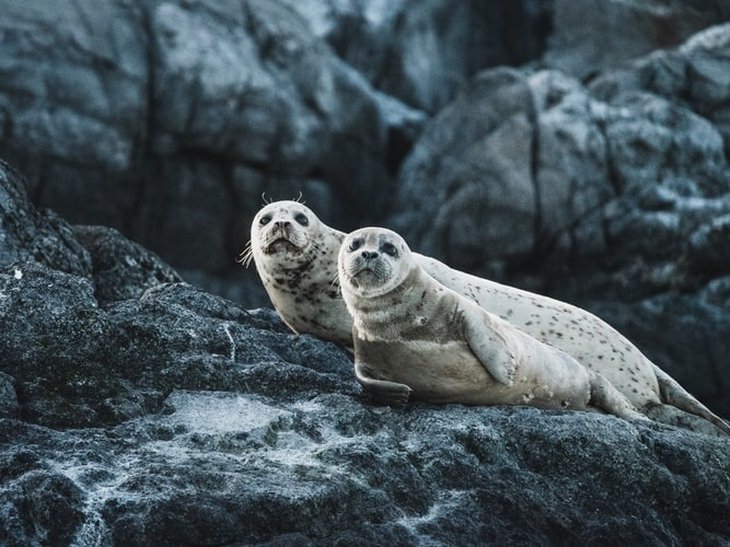 15 Cute Photos of Seals in the Wild