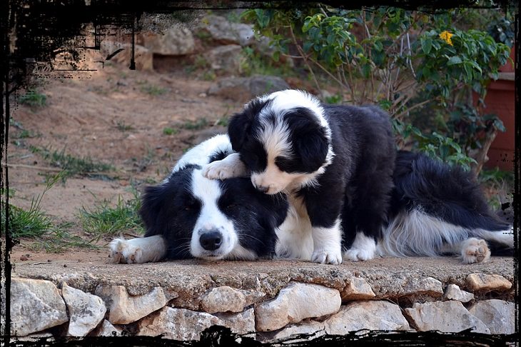Beautiful species of sheepdogs (sheep dogs) that also make good companions and pets, border collie