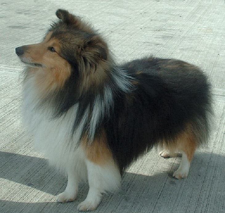 Beautiful species of sheepdogs (sheep dogs) that also make good companions and pets, Shetland Sheepdog