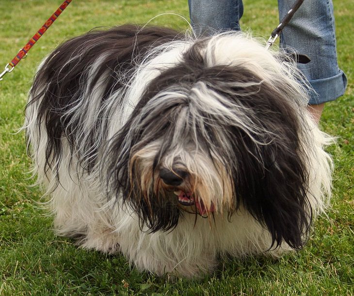 Beautiful species of sheepdogs (sheep dogs) that also make good companions and pets, Polish Lowland Sheepdog