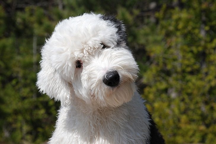 Beautiful species of sheepdogs (sheep dogs) that also make good companions and pets, Old English Sheepdog
