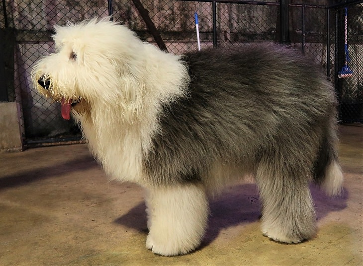 Beautiful species of sheepdogs (sheep dogs) that also make good companions and pets, Old English Sheepdog