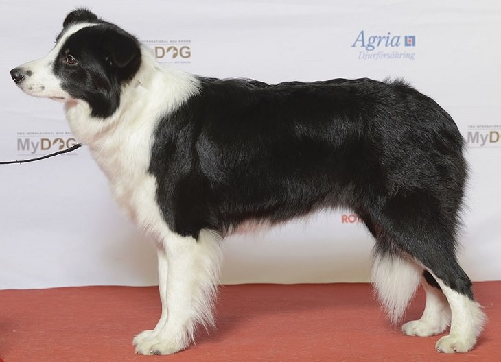 Beautiful species of sheepdogs (sheep dogs) that also make good companions and pets, border collie