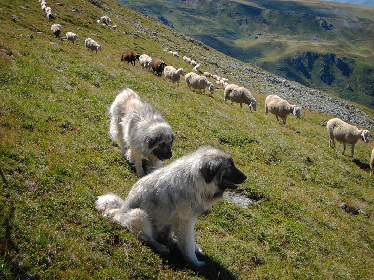 Beautiful species of sheepdogs (sheep dogs) that also make good companions and pets, The Šarplaninac