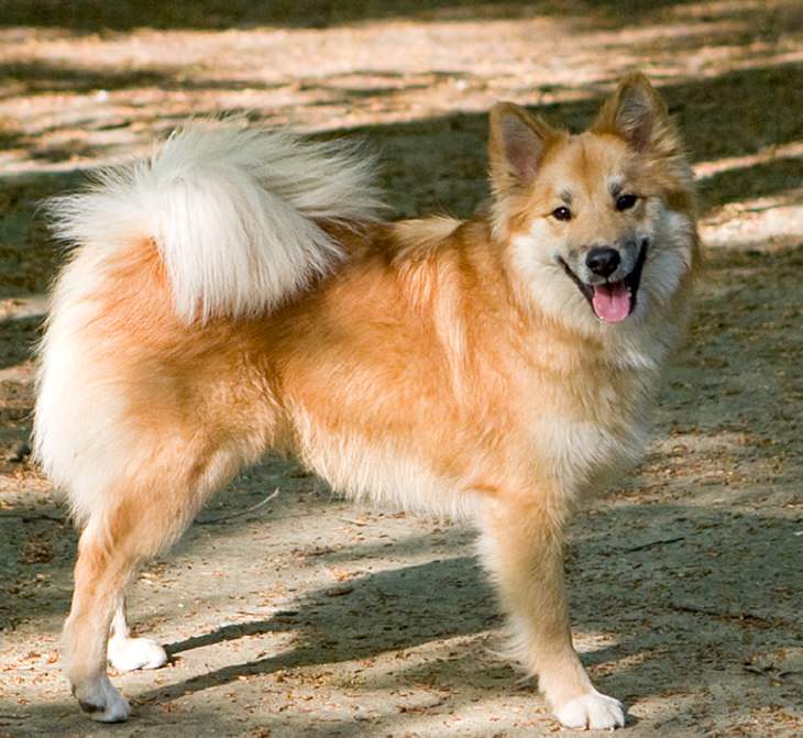 Beautiful species of sheepdogs (sheep dogs) that also make good companions and pets, Icelandic Sheepdog