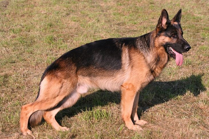 Beautiful species of sheepdogs (sheep dogs) that also make good companions and pets, The German Shepherd