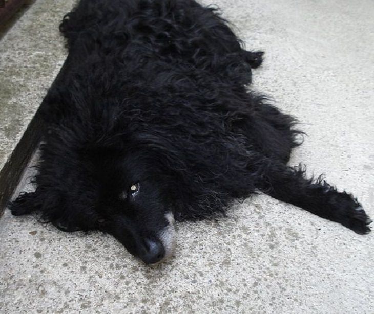 Beautiful species of sheepdogs (sheep dogs) that also make good companions and pets, Croatian Sheepdog