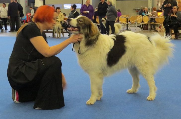 Beautiful species of sheepdogs (sheep dogs) that also make good companions and pets, Tornjak