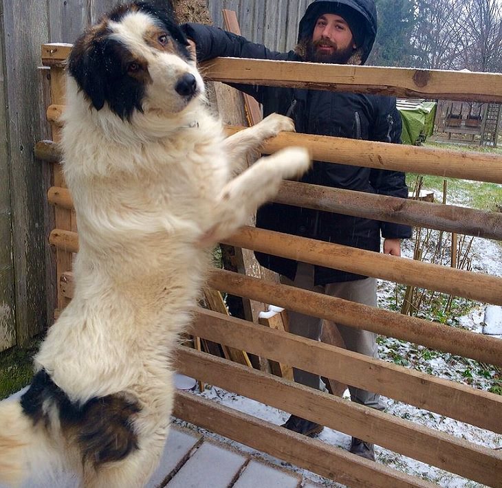 Beautiful species of sheepdogs (sheep dogs) that also make good companions and pets, Tornjak