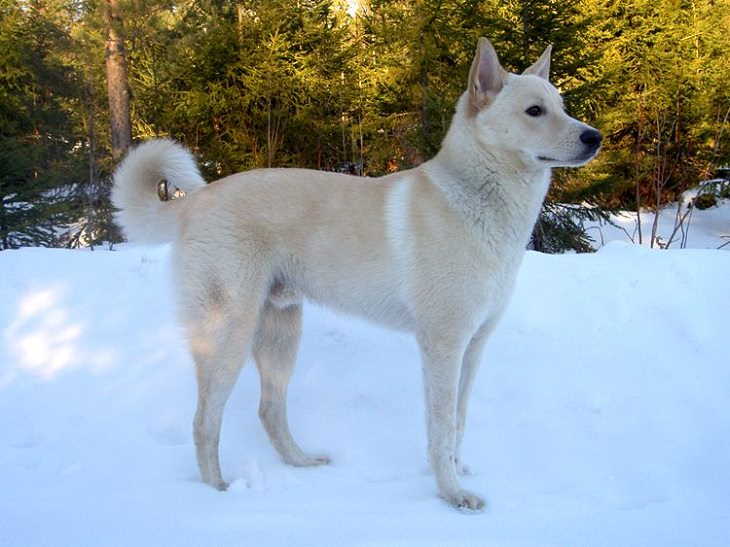 Beautiful species of sheepdogs (sheep dogs) that also make good companions and pets, Canaan Dog