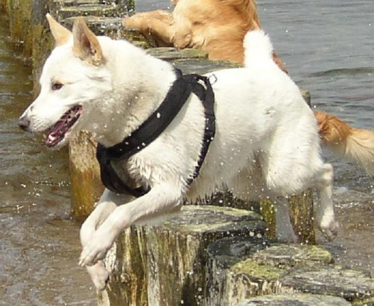 Beautiful species of sheepdogs (sheep dogs) that also make good companions and pets, Canaan Dog