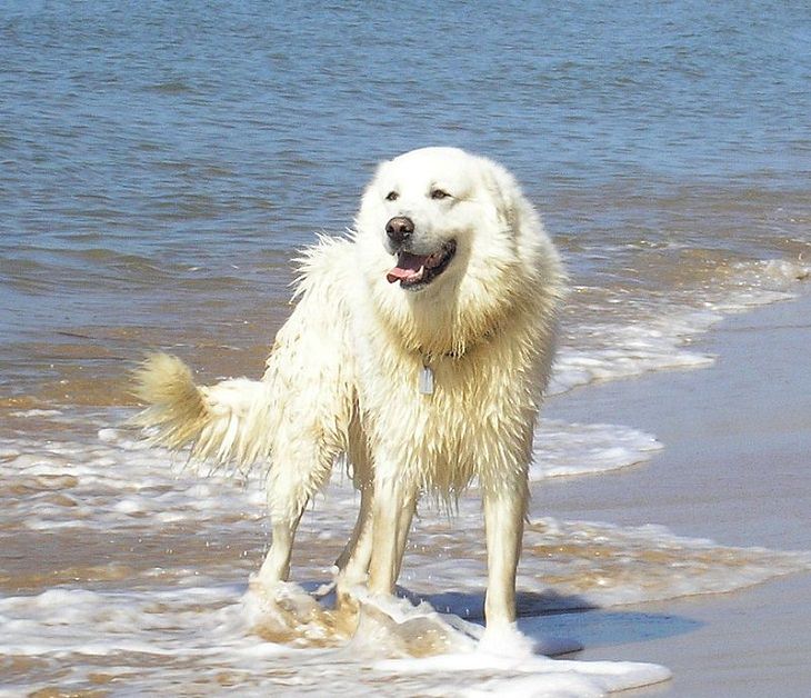 Beautiful species of sheepdogs (sheep dogs) that also make good companions and pets, The Maremma Sheepdog