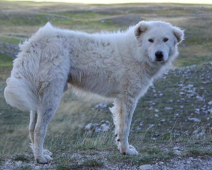 Beautiful species of sheepdogs (sheep dogs) that also make good companions and pets, The Maremma Sheepdog