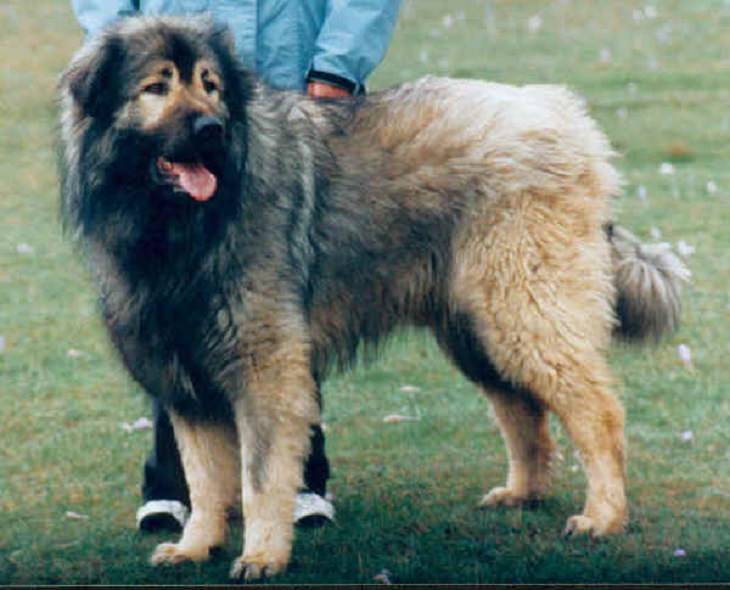 Beautiful species of sheepdogs (sheep dogs) that also make good companions and pets, The Šarplaninac