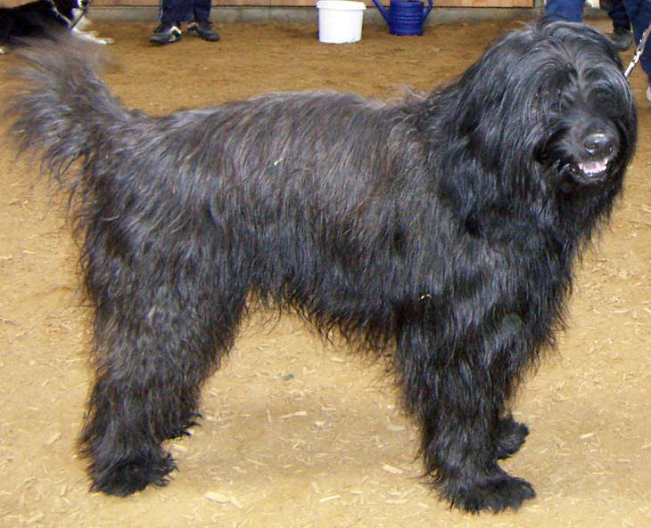 Beautiful species of sheepdogs (sheep dogs) that also make good companions and pets, Catalan Sheepdog