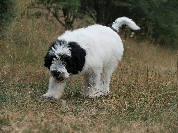 Beautiful species of sheepdogs (sheep dogs) that also make good companions and pets, Polish Lowland Sheepdog