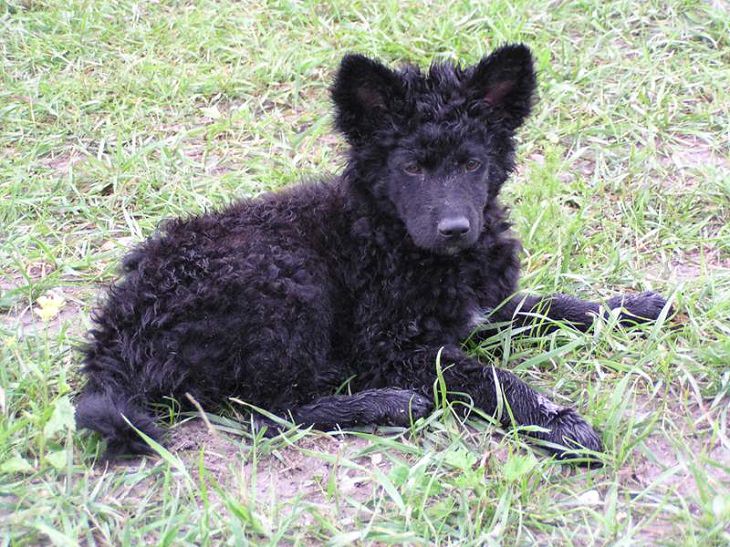 Beautiful species of sheepdogs (sheep dogs) that also make good companions and pets, Croatian Sheepdog