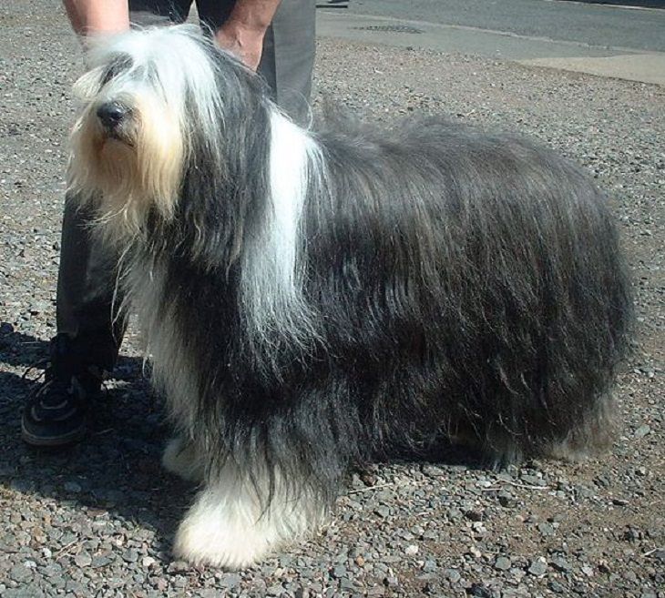 Beautiful species of sheepdogs (sheep dogs) that also make good companions and pets, The Bearded Collie, or Beardie
