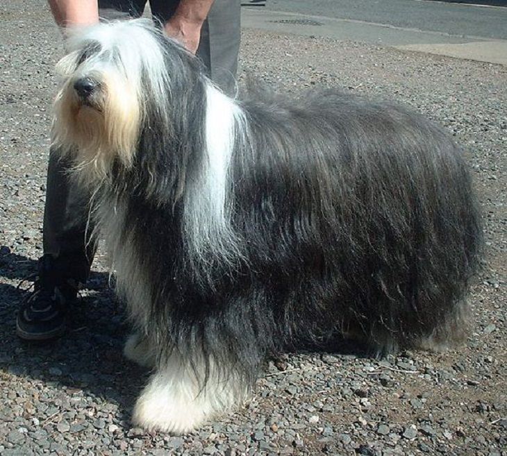 are catalan sheepdog aggressive