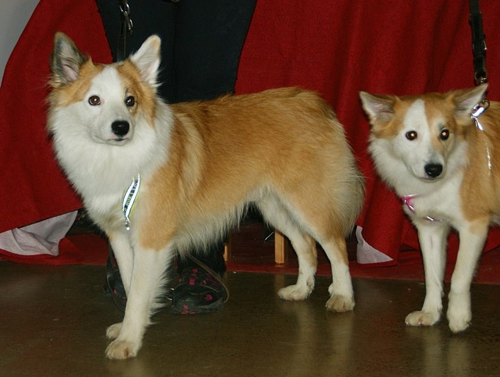 Beautiful species of sheepdogs (sheep dogs) that also make good companions and pets, Icelandic Sheepdog