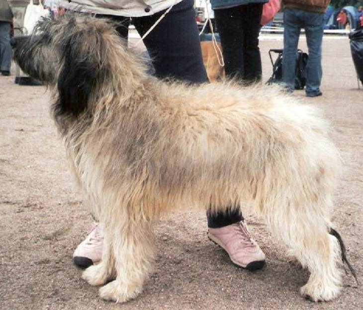 Beautiful species of sheepdogs (sheep dogs) that also make good companions and pets, Catalan Sheepdog