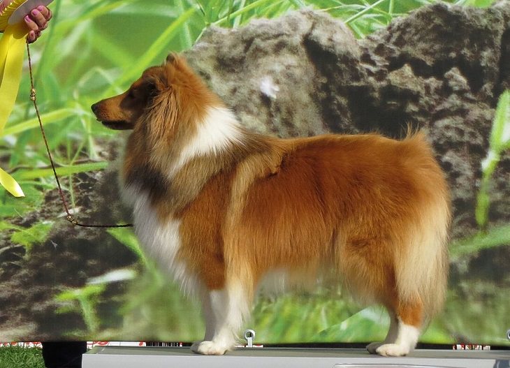 Beautiful species of sheepdogs (sheep dogs) that also make good companions and pets, Shetland Sheepdog