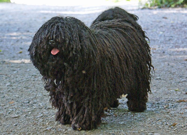 Beautiful species of sheepdogs (sheep dogs) that also make good companions and pets, Hungarian Puli