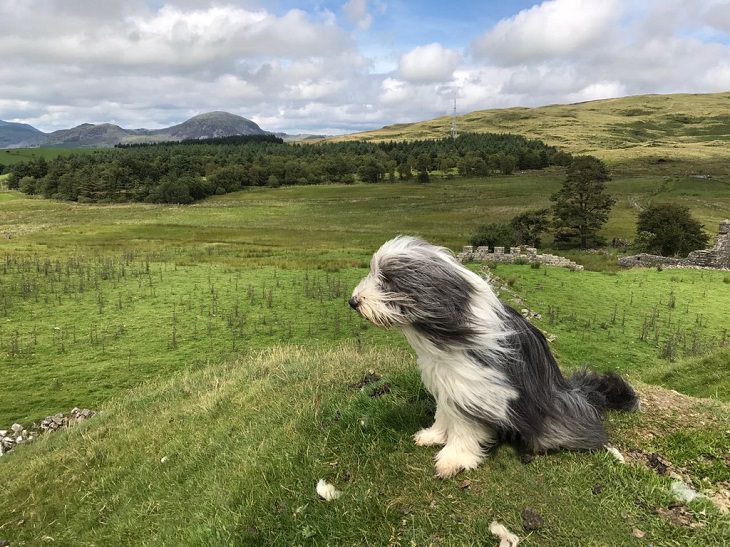 Beautiful species of sheepdogs (sheep dogs) that also make good companions and pets, The Bearded Collie, or Beardie