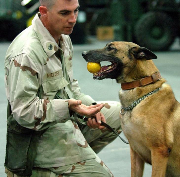 Beautiful species of sheepdogs (sheep dogs) that also make good companions and pets, The Belgian Shepherd dog or The Malinois