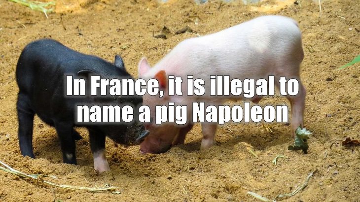 Weird and strange laws from countries and states all across the planet, In France, it is illegal to name a pig Napoleon