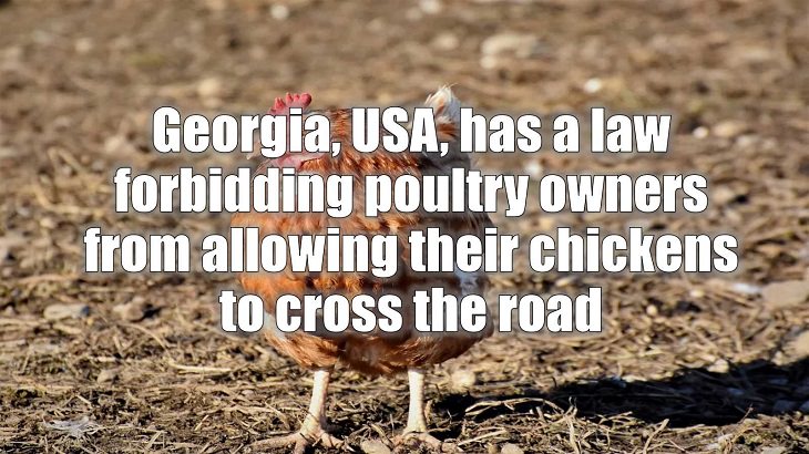 Weird and strange laws from countries and states all across the planet, Georgia, USA, has a law forbidding poultry owners from allowing their chickens to cross the road
