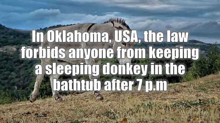 Weird and strange laws from countries and states all across the planet, In Oklahoma, USA, the law forbids anyone from keeping a sleeping donkey in the bathtub after 7 p.m