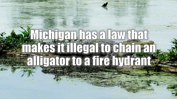 Weird and strange laws from countries and states all across the planet, Michigan has a law that makes it illegal to chain an alligator to a fire hydrant
