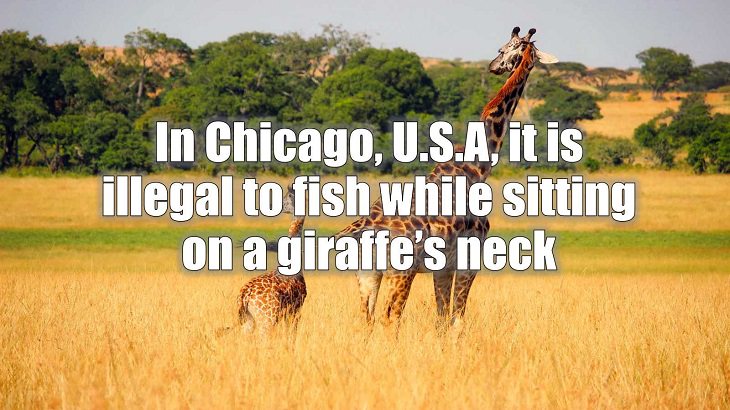 Weird and strange laws from countries and states all across the planet, In Chicago, U.S.A, it is illegal to fish while sitting on a giraffe’s neck