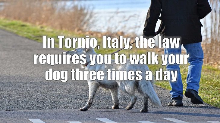 Weird and strange laws from countries and states all across the planet, In Tornio, Italy, the law requires you to walk your dog three times a day