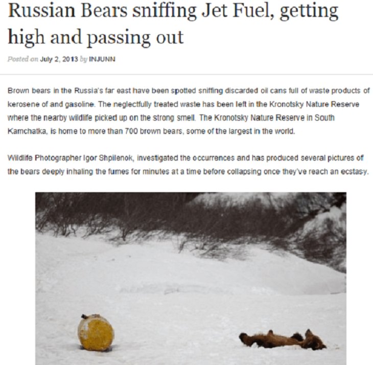 Strange, odd and weird things only found in Russia, brown bear in russia gets high sniffing fuel and passes out