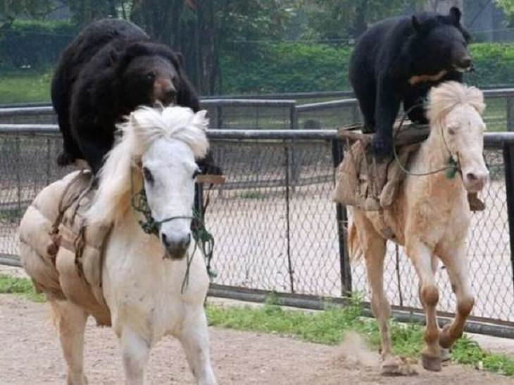 Strange, odd and weird things only found in Russia, two brown bears riding horses