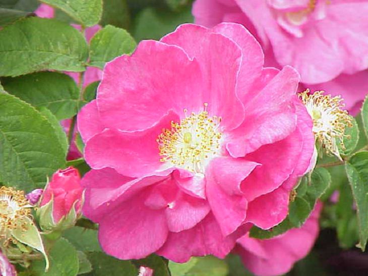 Different beautiful species of wild and garden roses perfect for cultivation and home gardens, Rosa gallica officinalis, “Red Rose of Lancaster”