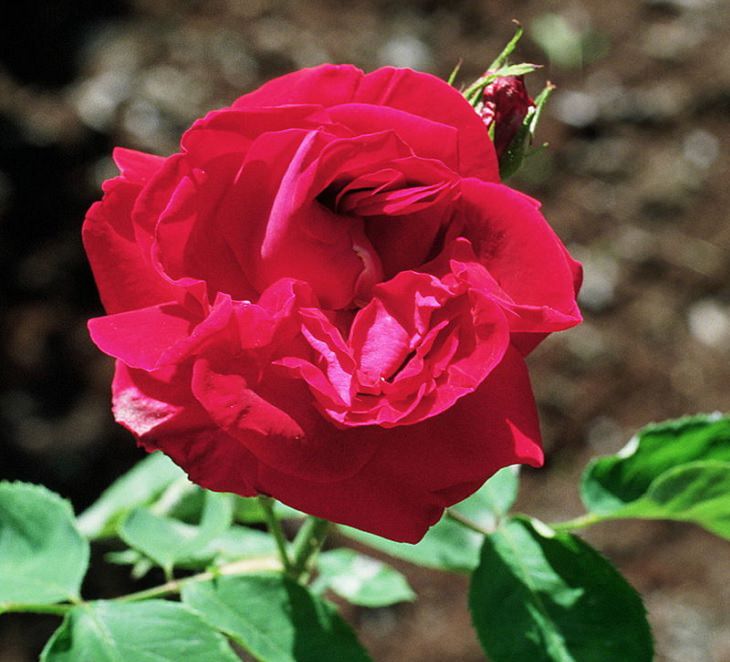 Different beautiful species of wild and garden roses perfect for cultivation and home gardens, Rosa Général Jacqueminot, “General Jack” or “Jack Rose”
