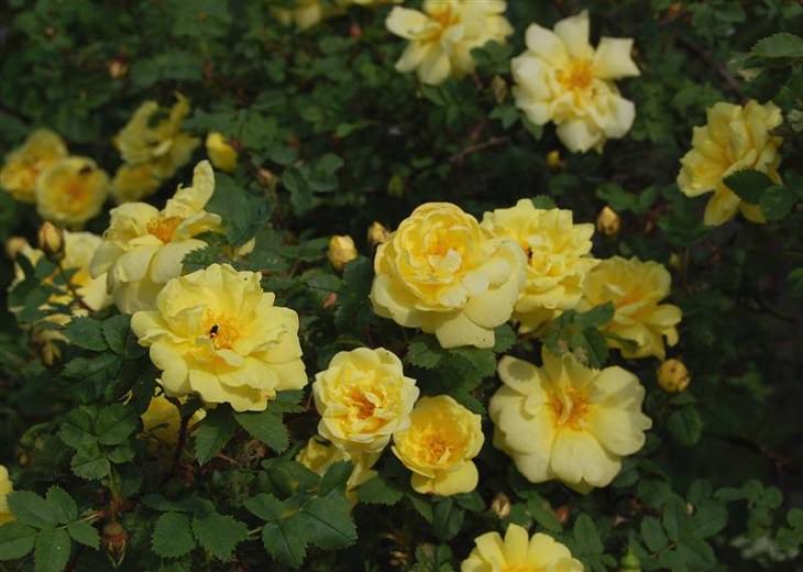 Different beautiful species of wild and garden roses perfect for cultivation and home gardens, Rosa Harison's Yellow (R. harisonii), “Oregon Trail Rose” or “Yellow Rose of Texas”