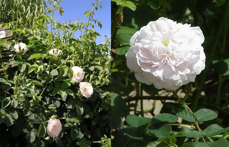 Different beautiful species of wild and garden roses perfect for cultivation and home gardens, Rosa alba, “White rose of York”