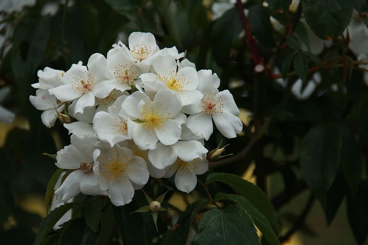 Different beautiful species of wild and garden roses perfect for cultivation and home gardens, Rosa moschata, “Musk rose”