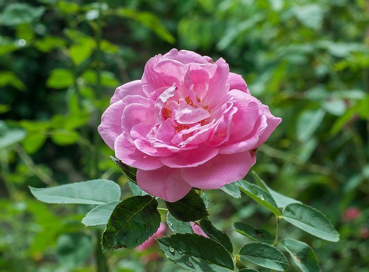 Different beautiful species of wild and garden roses perfect for cultivation and home gardens, Rosa centifolia, “Provence rose” or “cabbage rose”