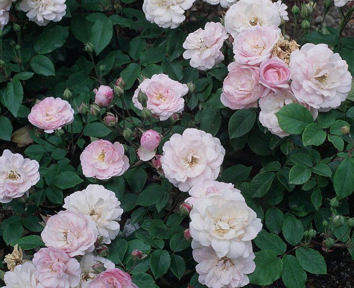 Different beautiful species of wild and garden roses perfect for cultivation and home gardens, Rosa Blush Noisette