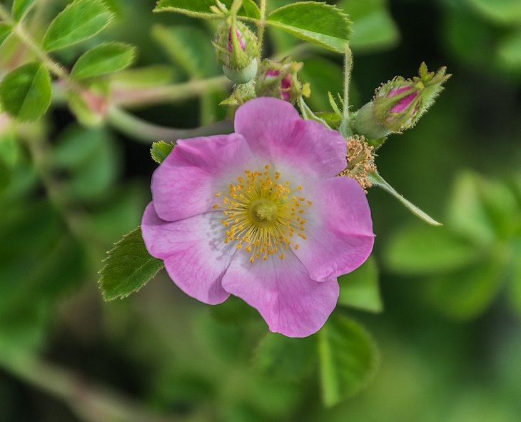 Different beautiful species of wild and garden roses perfect for cultivation and home gardens, Rosa rubiginosa, "sweetbriar" or "eglantine"