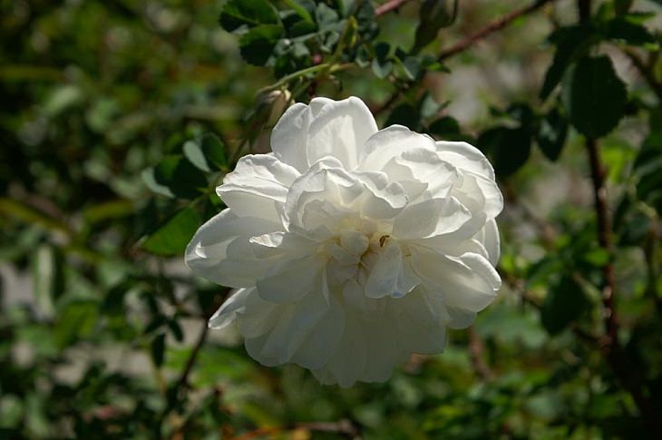 Different beautiful species of wild and garden roses perfect for cultivation and home gardens, Rosa pimpinellifolia, "Scots rose" or "burnet rose"