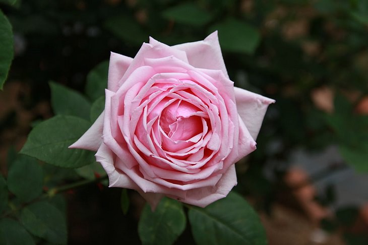 Different beautiful species of wild and garden roses perfect for cultivation and home gardens, Rosa La France, “La France rose”