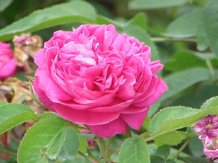 Different beautiful species of wild and garden roses perfect for cultivation and home gardens, Rosa damascena, “Damask rose”